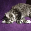 Сербская принцесса