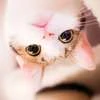 -МиЛый-КоТиК-