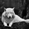 canis_lupus