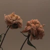 insolimo