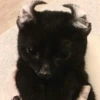 Sleeping kitten