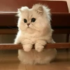 Еловый чай