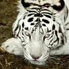 SilverTiger