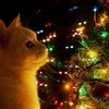 FOXI_ROKS