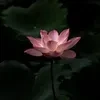 Iahde_5