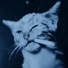 голубая кошка