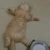 люблю ромашки и тебя