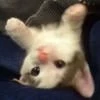harecult
