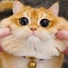 Alexandra_green