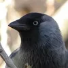 Junkie Jackdaw