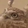Margo_owl2010