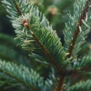 Le Sapin
