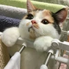 Конфуций Выборгского уезда