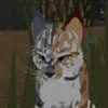 skywing_wcue