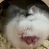 memchick