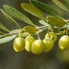 ChaiOk_SugarOk