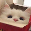 Dafna_674