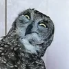 Avimla
