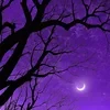Light of the Silver Moon