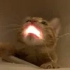 Zenekk