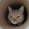 Полярная__лисица