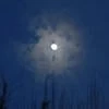 FoxLit_33