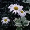 Matricaria Astera