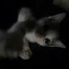 -Кошка Фигуры-