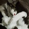 Нева в тазике