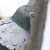 Мария Шерстобитова