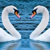 Swan Love 2017