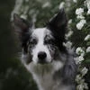 Blackberry survivor dogs