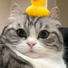 Котик_Забывчивый