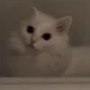 ты буди буди буди