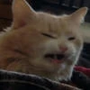 Simon_Webm