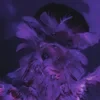 timsorrow
