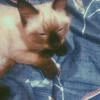 LilyChan