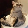 CrazyCat_808