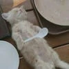 Ярикооооос