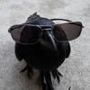Aestetics Crow