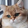 Анастасия Котт