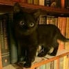 Литературный котик