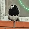 Вереск в чашке