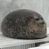 VeryLazySeal