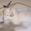 Мэ-зэ-ко