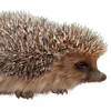 -Страшная-Ведьма-
