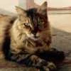 Apocalipse_Cat