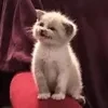 -СиЯнИе ЗвЕзД-