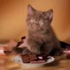 Chocolate_Cat666