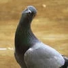 Scaromucha
